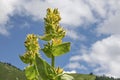 Alpine flower - yellow gentian Royalty Free Stock Photo