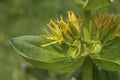 Alpine flower - yellow gentian Royalty Free Stock Photo