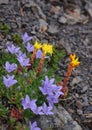 Alpine flowers