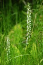 Alpine flowers