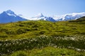 Alpine Flowers and Alps in Switzerland