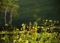 Alpine flowers in Altai Mountains, july 2016 Royalty Free Stock Photo