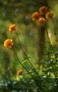 Alpine flowers in Altai Mountains, july 2016 Royalty Free Stock Photo