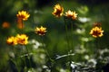 Alpine flowers in Altai Mountains, july 2016 Royalty Free Stock Photo