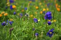 Alpine flowers in Altai Mountains, july 2016 Royalty Free Stock Photo