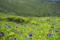 Alpine flowers in Altai Mountains, july 2016 Royalty Free Stock Photo