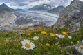 Alpine flowers and beautiful panorama of Aletsch glacier in Switzerland Royalty Free Stock Photo