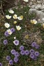 Alpine flowers in coincidental grouping Royalty Free Stock Photo