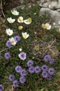 Alpine flowers in coincidental grouping Royalty Free Stock Photo