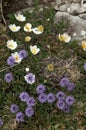 Alpine flowers in coincidental grouping Royalty Free Stock Photo