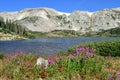 Alpine flowers in front of the Medicine Bow Mountains of Wyoming Royalty Free Stock Photo