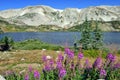 Alpine flowers in front of the Medicine Bow Mountains of Wyoming Royalty Free Stock Photo