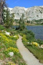 Alpine flowers in front of the Medicine Bow Mountains of Wyoming Royalty Free Stock Photo