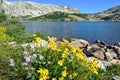 Alpine flowers in front of the Medicine Bow Mountains of Wyoming Royalty Free Stock Photo