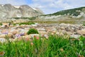 Alpine flowers in front of the Medicine Bow Mountains of Wyoming Royalty Free Stock Photo