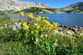 Alpine flowers in front of the Medicine Bow Mountains of Wyoming Royalty Free Stock Photo