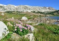 Alpine flowers in front of the Medicine Bow Mountains of Wyoming