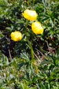 Alpine flowers: Globeflower (Trollius europaeus) Royalty Free Stock Photo