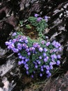 Alpine flowers----GongGa glacier Royalty Free Stock Photo