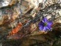 Alpine flowers----GongGa glacier Royalty Free Stock Photo