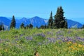 Alpine Flowers on Hurricane Ridge in Late Summer, Olympic National Park, Washington State Royalty Free Stock Photo