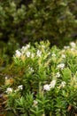 Alpine flowers at the Southern Alps, Mount Aoraki National Park in New Zealand Royalty Free Stock Photo