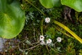 Alpine flowers at the Southern Alps, Mount Aoraki National Park in New Zealand Royalty Free Stock Photo