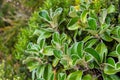 Alpine flowers at the Southern Alps, Mount Aoraki National Park in New Zealand Royalty Free Stock Photo