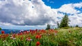 Alpine Flowers at Tod Mountain Royalty Free Stock Photo