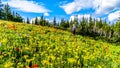 Alpine flowers on top of Tod Mountain near the village of Sun Peaks in British Columbia, Canada Royalty Free Stock Photo