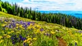 Alpine flowers on top of Tod Mountain near the village of Sun Peaks in British Columbia, Canada Royalty Free Stock Photo