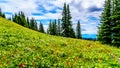 Alpine flowers on top of Tod Mountain near the village of Sun Peaks in British Columbia, Canada Royalty Free Stock Photo