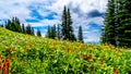 Alpine flowers on top of Tod Mountain near the village of Sun Peaks in British Columbia, Canada Royalty Free Stock Photo