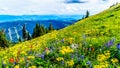 Alpine flowers on top of Tod Mountain near the village of Sun Peaks in British Columbia, Canada