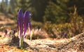 Alpine flowers. Two newborn violet crocus flowers coming up from under the of fallen leaves close up showing first hints