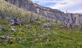 Alpine Flowers, Weatherd pine, and Cliffs