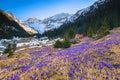 Alpine flowery meadow with purple crocus flowers, Carpathians, Romania Royalty Free Stock Photo