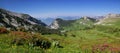 Alpine foothills: Chartreuse mountain range, flowering azaleas