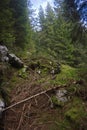 Alpine forest, Alpe Adria trail