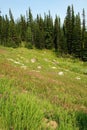 Alpine forest and meadow