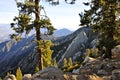 Alpine Forest in Mount Jacinto State Park Royalty Free Stock Photo