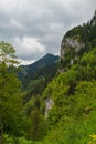 Alpine forest near Neuschwanstein castle and Hohenschwangau castle.