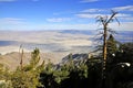 Alpine Forest near San Jacinto Peak, Palm Springs Royalty Free Stock Photo