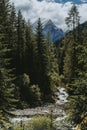 Alpine Forest in Val Duron, Dolomites, Italy Royalty Free Stock Photo