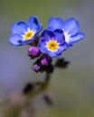 Alpine Forget-Me-Not Flowers