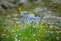 Alpine forget-me-not Royalty Free Stock Photo