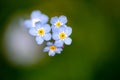 Alpine forget-me-not, Myosotis alpestris, extreme macro on blue