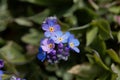 Alpine forget-me-not Myosotis alpestris