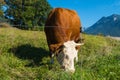 Grazing cow in Chiemgau Alps Royalty Free Stock Photo