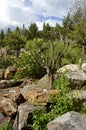 Alpine Garden